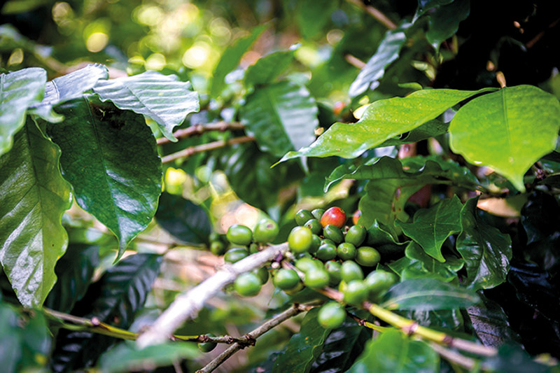 Giorgio Pietri Services